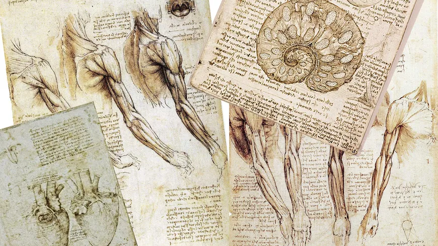 proportion par de vinci